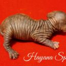 Preciosa sphynx de Hayana, tortuga negra de 8ª generación